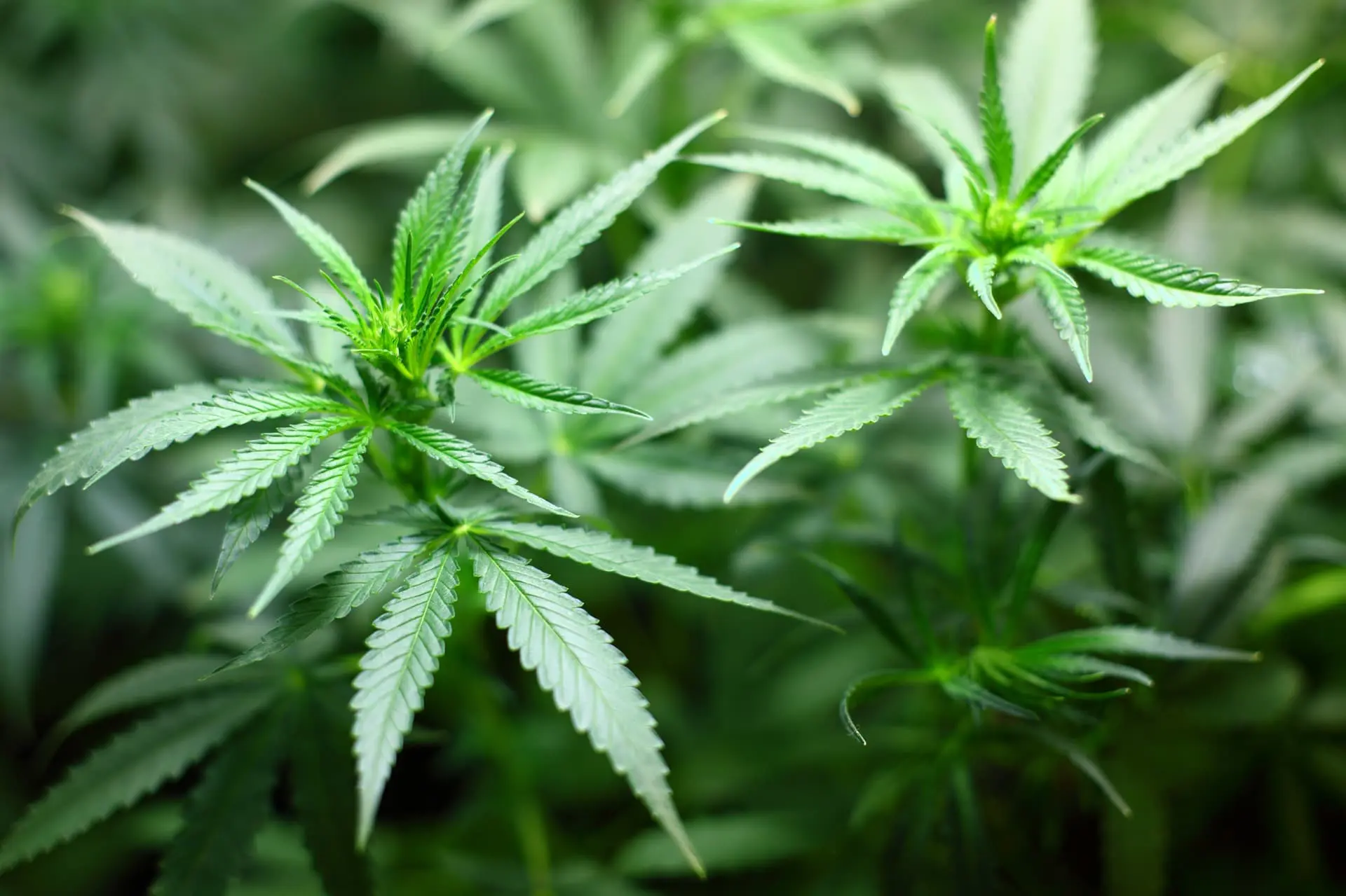 Growth of the legal cannabis market