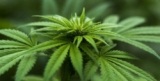 Cannabis (CBD): A Promising New Asset for the Markets