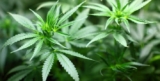 Legalization of Cannabis Triggers Nationwide Shortage in Canada