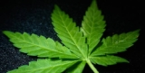 Cannabis: A Profitable Investment?