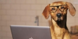 Investing in Pet-Related Stocks